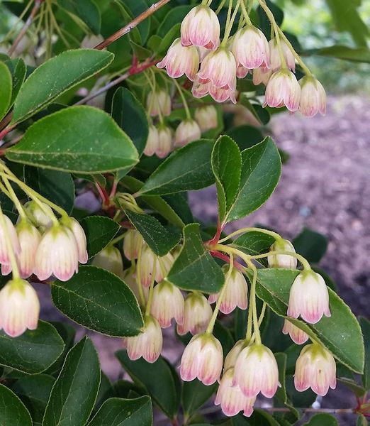 Enkianthus campanulatus 'Prettycoat'